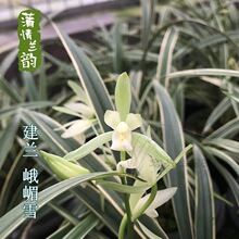 �m���� ��üѩ ���m�ļ��m ��ˇ�pȫ��߅��ˇ����
