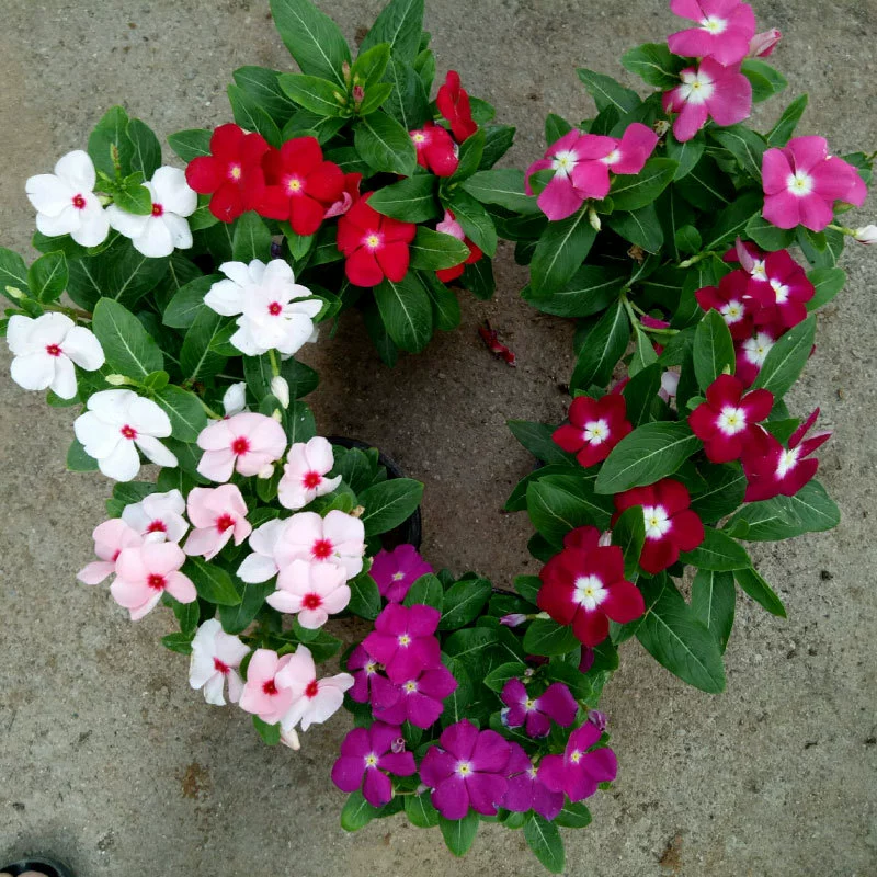 Семена катарантуса розового, Повседневная Весна, семена пятилепестковых цветов сливы, термостойкий и засухоустойчивый период цветения, семена долгосезонных растений