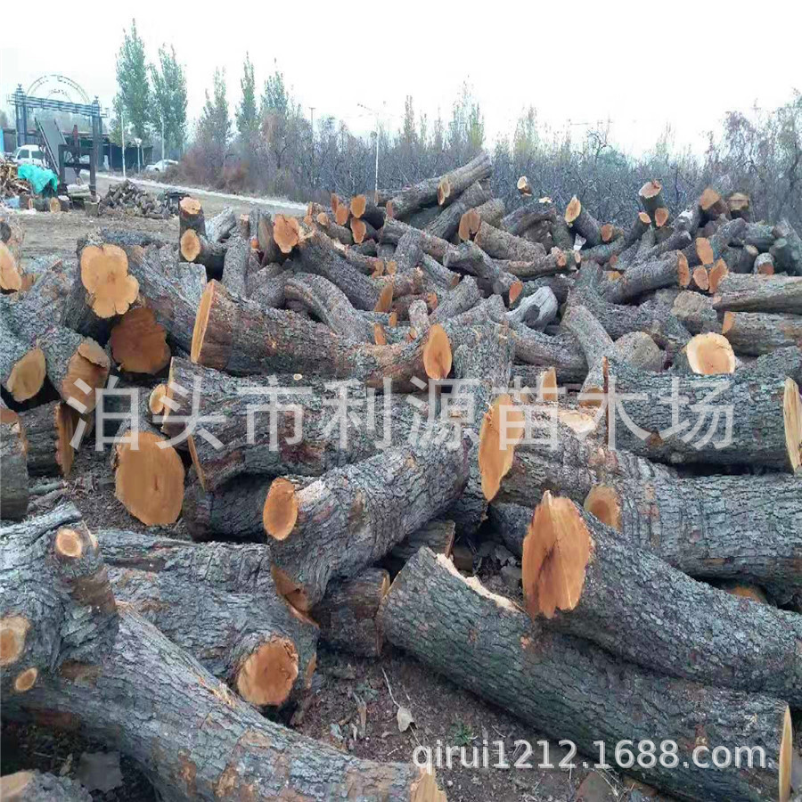 常年大量供应枣木雕刻枣木 枣木墩用料货源充足稳定 全国各地发货