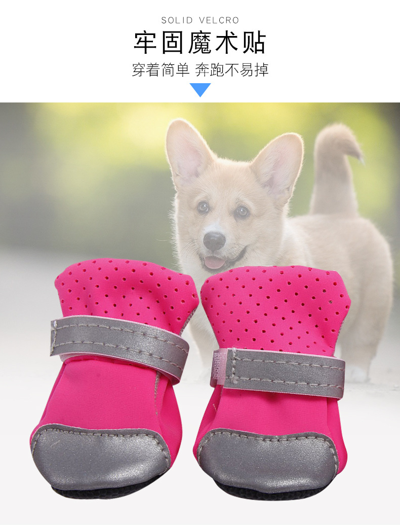 狗狗