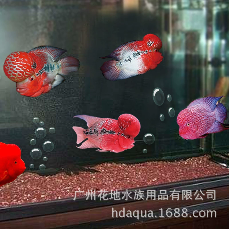Аквариум Архат песок курица кровь Камень дно песок курица кровь песок попугай рыба красная приманка цвет Архат цвет волос