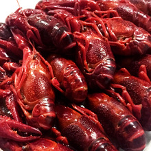 盱眙小龙虾速冻冷冻小龙虾8-10钱清水麻辣十三香小龙虾活虾活水产
