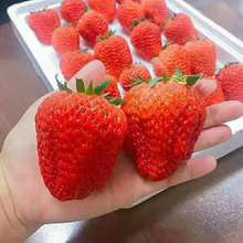 脫毒草莓苗基地批發紅顏 奶油草莓苗 大棚種植妙香七號草莓苗