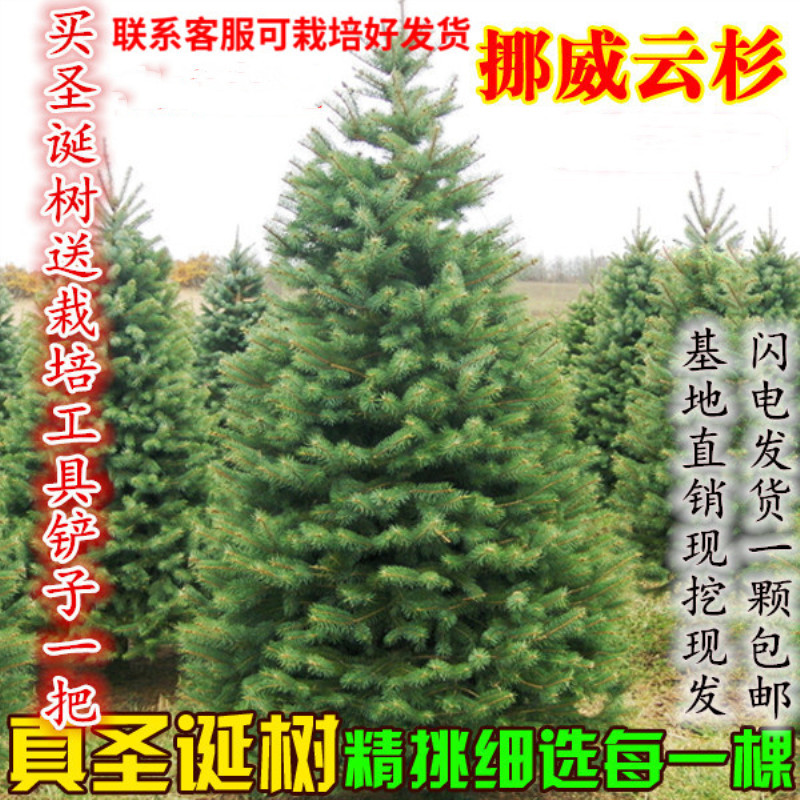 Real Christmas tree Christmas Dedicated Norway Spruce christmas tree Masaki christmas tree Pine Spruce