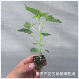 速生楸树 速生楸树品牌 图片 排行榜 阿里巴巴