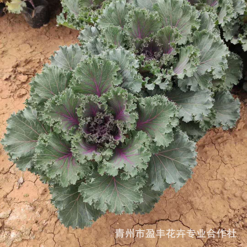 微信图片_202010301550404