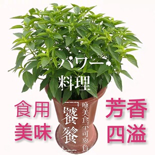 紫蘇苗圖片 海量高清紫蘇苗圖片大全 阿里巴巴