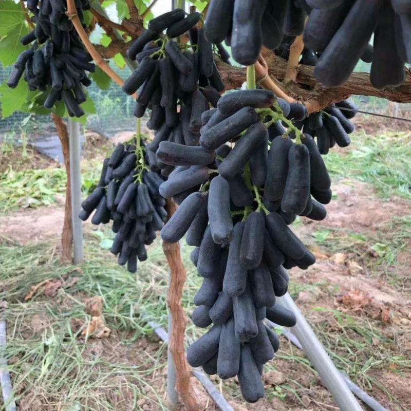 Сапфировый виноград Виноградная рассада альпинистские лозы на юге и севере посажены в горшках Очень большие результаты года