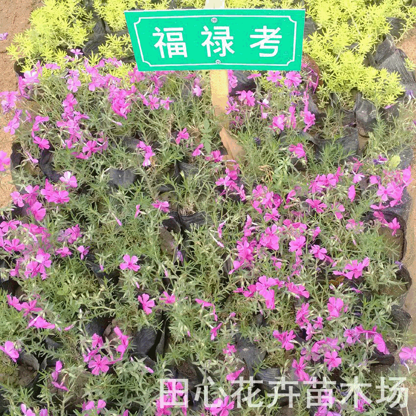 neutral Dianthus Phlox Flower normal Plant type flowers and plants Verbenae Red leaves supply