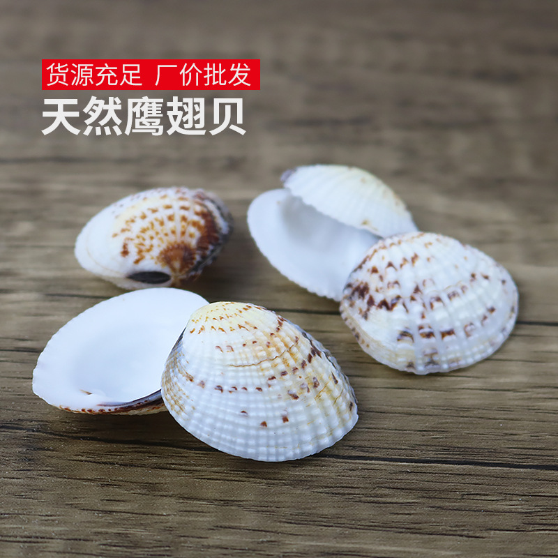 天然贝壳小花蛤鹰翅贝鱼缸水族装饰海螺批发蜡烛材料DIY一斤装|ms