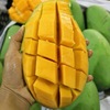 Yunnan Qingmang fresh Season fruit Peel Mango goods in stock Net fruit 5 quality Tropical Mango