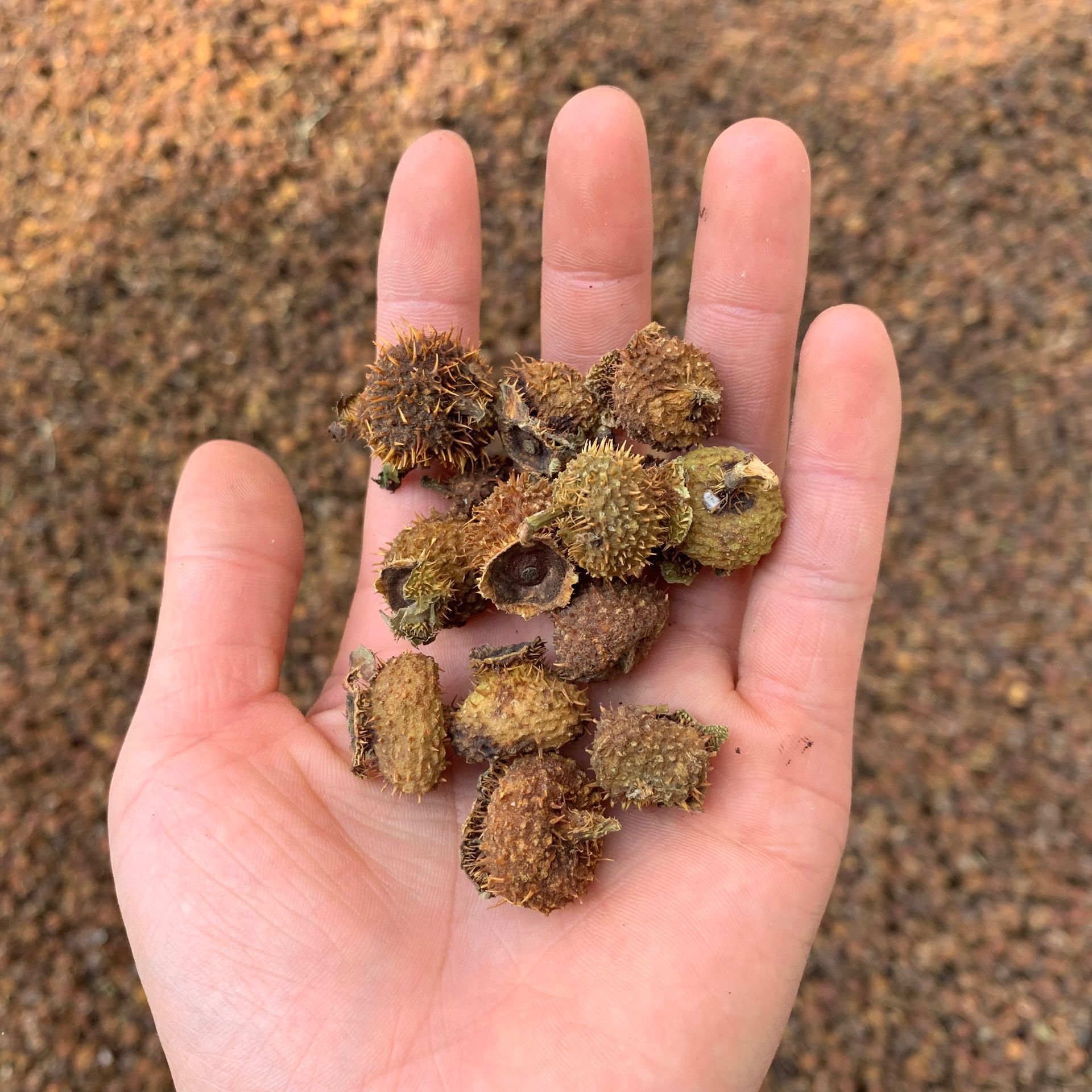 Dried Cili Fruit Rosa roxburghii Slices Ci Li 500g Natural Sun Dried Herbal Fruit for Tea and Infusions specifications