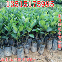 泰国红肉菠萝蜜苗海南5号菠萝蜜树苗嫁接果树苗马来西亚1菠萝蜜苗