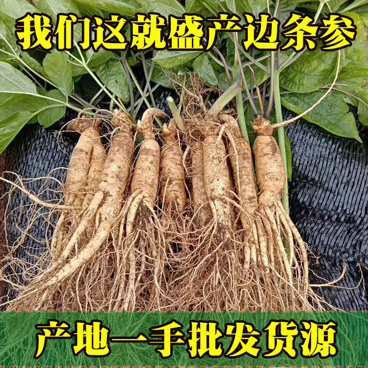 Женьшень теперь копает гору Чанбай свежей с родным женьшенем поколение свежего женьшеня происхождения поставки первичной поставки
