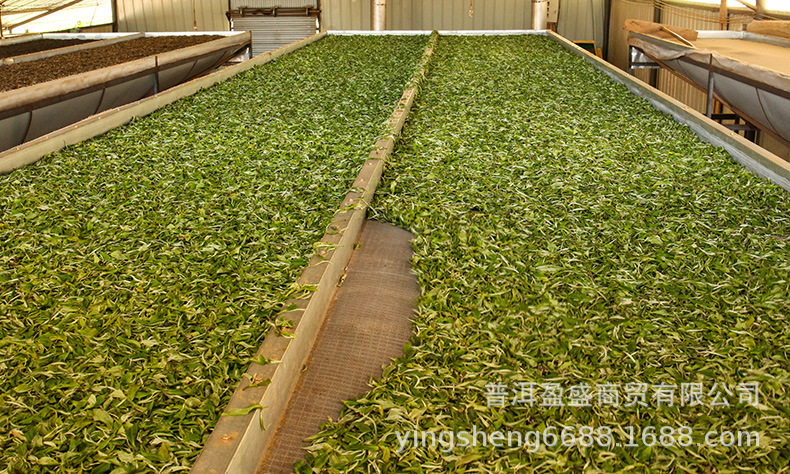 標題茶山茶樹的