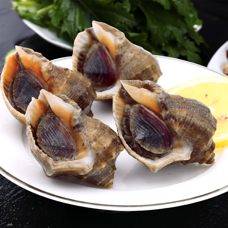 Zhoushan Fresh Conch Sea Seafood Aquatic products Fresh Shellfish lobster fresh  Deep sea Fishing Conch Luorou