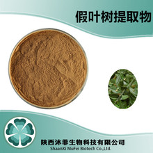 假叶树提取物10-1 水溶粉  现货供应 量大优惠水溶假叶树粉