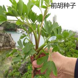 沭阳苗木市场的崛起与现状