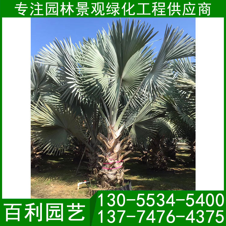 霸王棕-(4).jpg