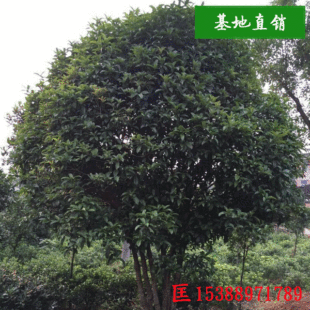 ��������ֱ�����K�޽ӹ𻨘��� ͥԺ�Gֲ���Ի����ļ�������l