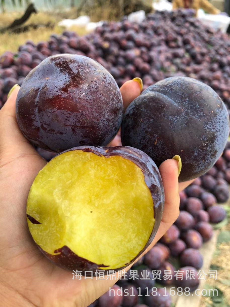 【陕西直发】陕西特产黑布林大果 5斤装一件 新鲜采摘 美味可口
