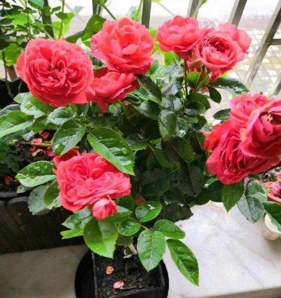 北京月季基地直供蔷薇科批发藤本月季话小苗盆栽庭院公园种植鲜花