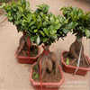 Rongshu Green Plant Potted Potted Boom Tree Boom Basin Ren Ginseng Rongshu Bonsai Tree Piles Labor Leaf Banyan