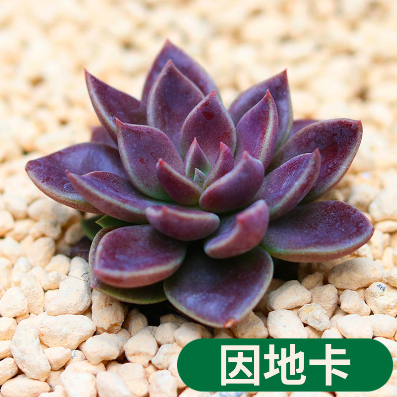 多肉花卉绿植微景观小盆栽多肉因地卡美观易活产地直销多肉批发|ms