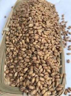 �S�ҹ��� С�� С���η� ֲ�������ԭ��С����Ƥ �����������