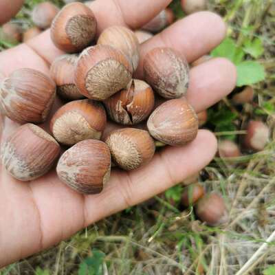 新炒干货东北坚果批发原味熟美国大榛子开口零食500克|ms