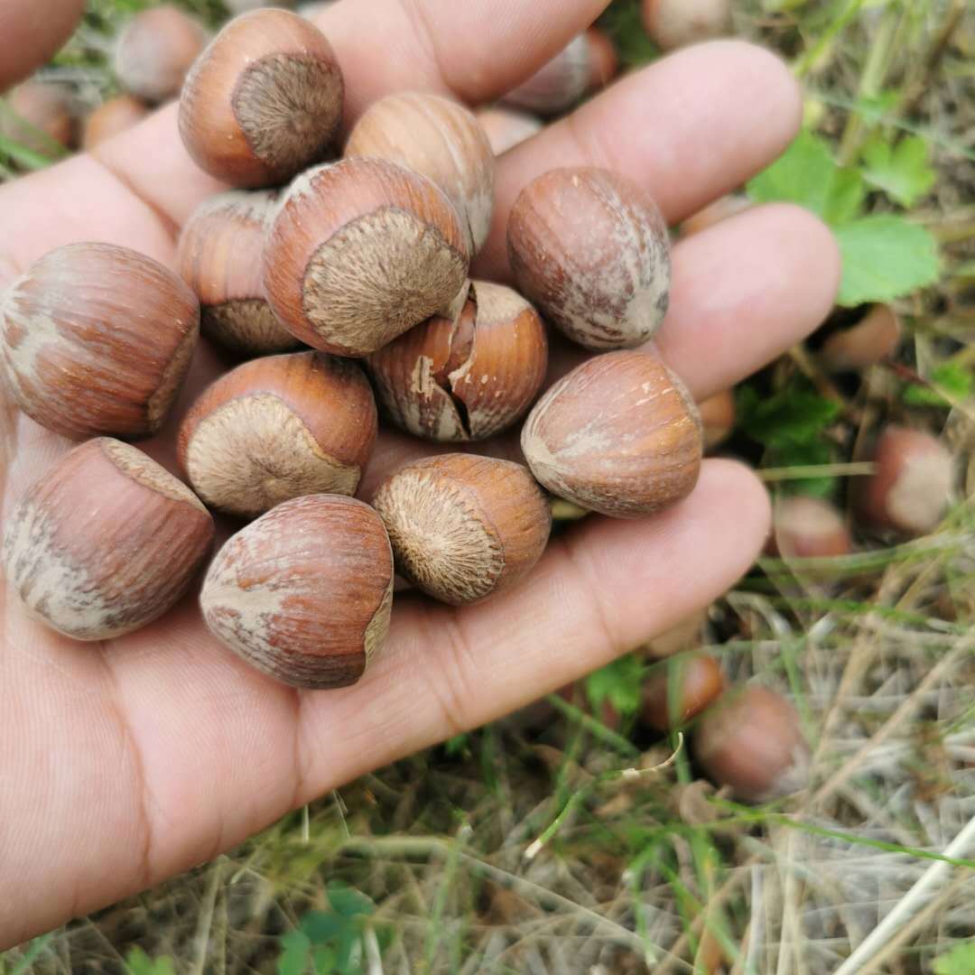 新炒干货东北坚果批发原味熟美国大榛子开口零食500克|ms