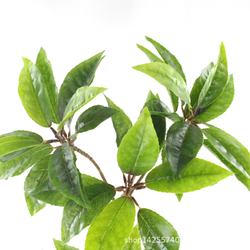 XRB-246 大白茶叶四枝杈1.jpg