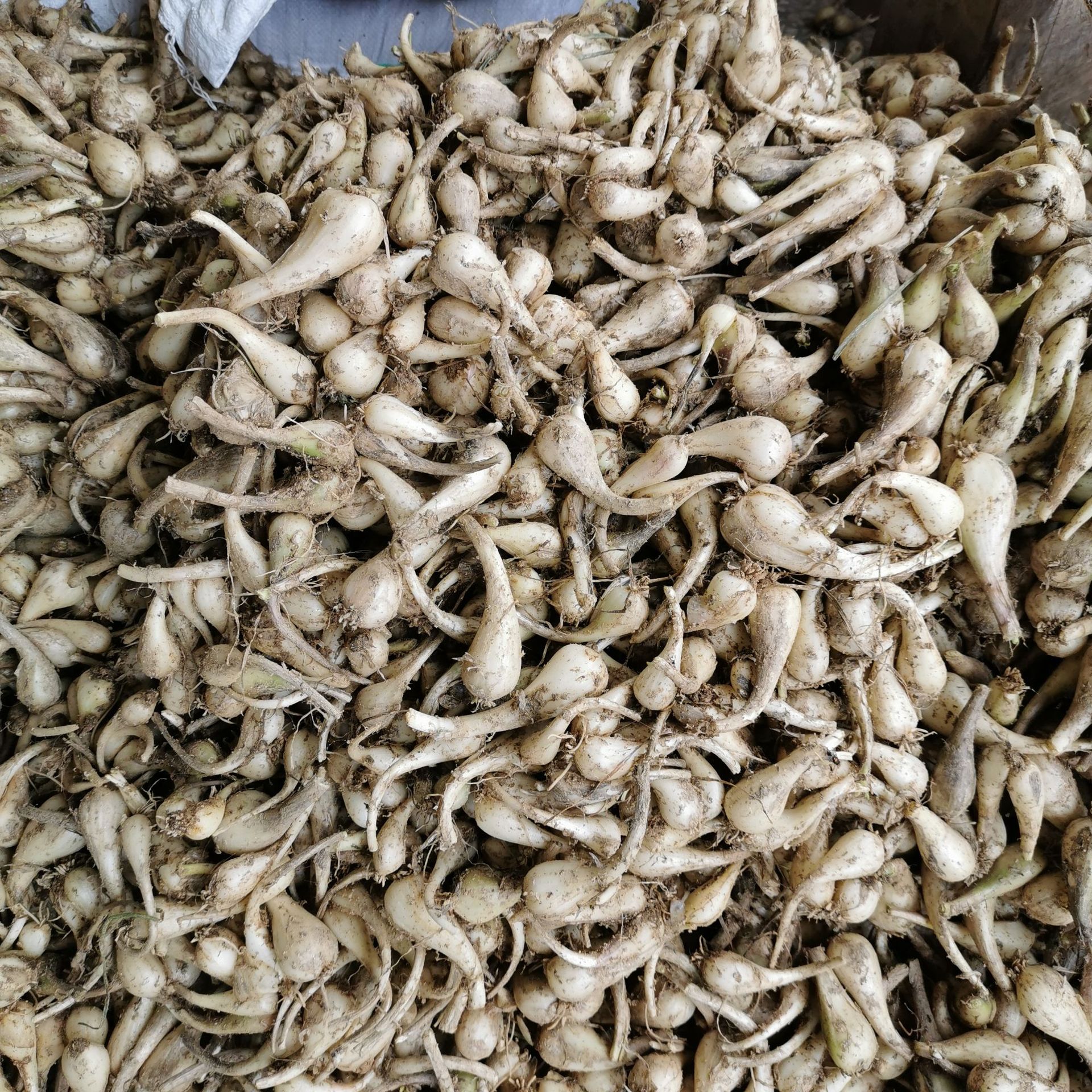 熊福记新鲜荞头农家自种现挖藠头茭头无叶叫头教头乔头可腌制泡菜-阿里巴巴