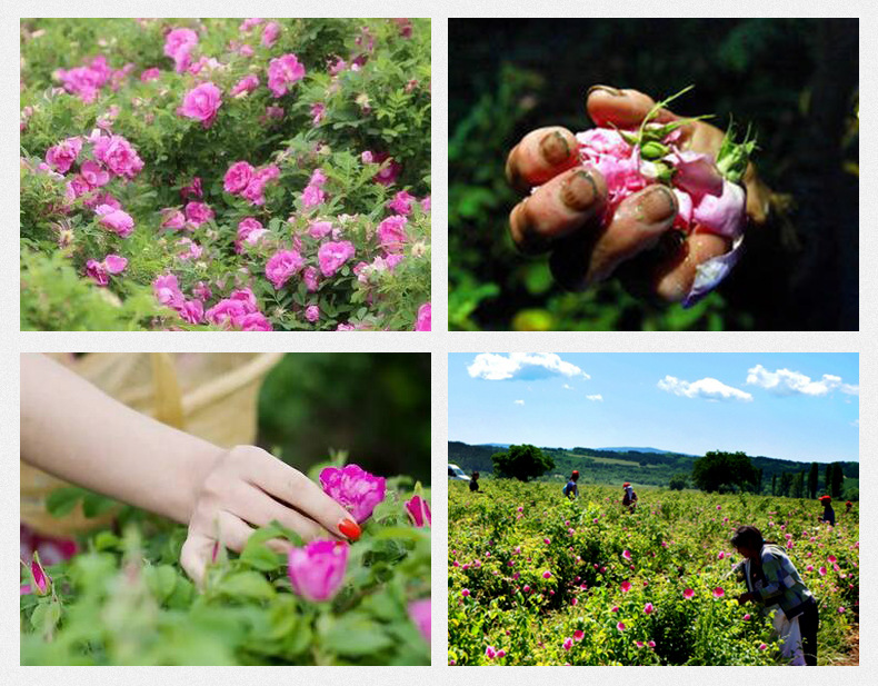 French Rose Bud Tea Mei Gui Hua 玫瑰花 Loose Dried Pink Rose Buds for Herbal Tea 500g preparation