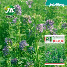 苜蓿菜 苜蓿菜品牌 图片 价格 苜蓿菜批发 阿里巴巴