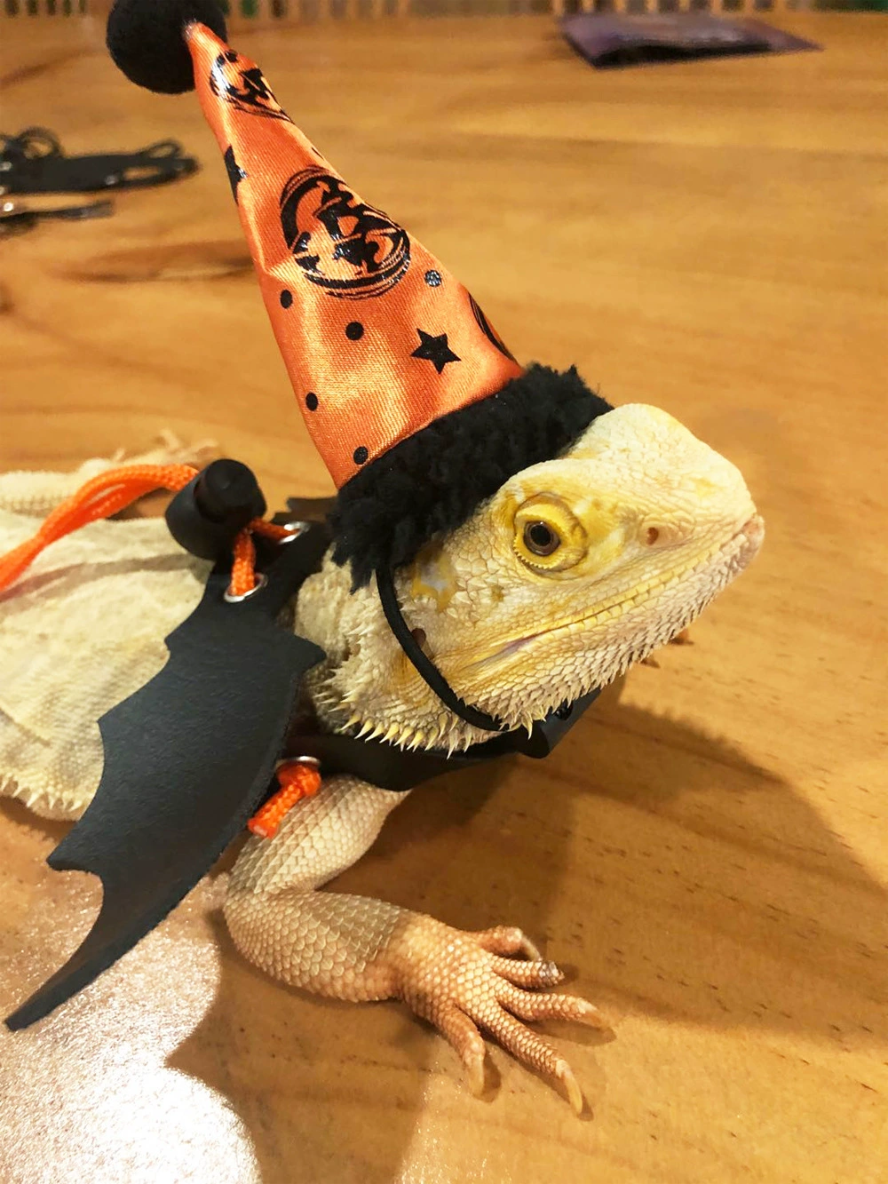 Ящерица Хэллоуин Поводок Рождественская шапка Альпинистское домашнее животное Выход Кожаные крылья Поводок Ходячая ящерица Поводок Маленькое домашнее животное