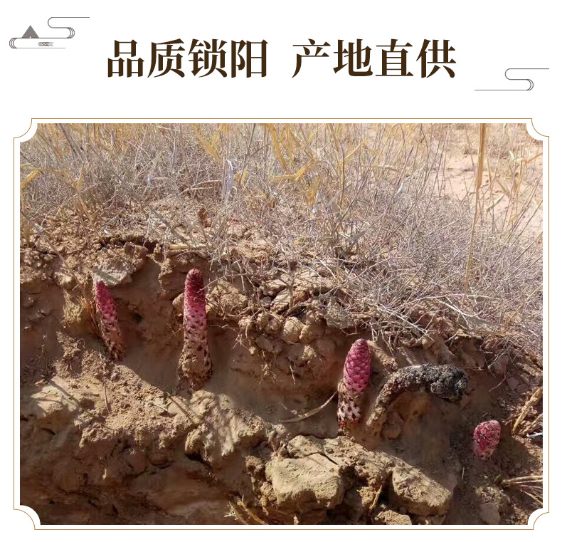 Cynomorium Songaricum Sliced Suo Yang Dried Herb for Herbal Wine and Decoctions 500g overview
