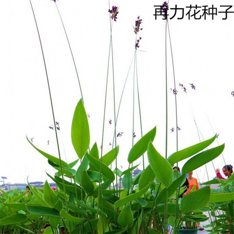 散装再力花种子水竹芋水莲蕉塔利亚多年生挺水草本水生植物种子 种苗花卉网