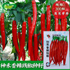 Spicy Line Pepper Seeds Farmland Vegetable Garden Base Green Fruit Green Fruit Belly Red Spicy Sweet Sweet Pepper Vegetable Seeds