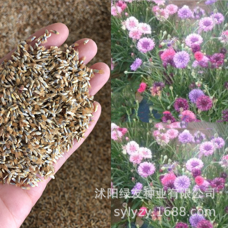 批发工程种植观赏草花草籽 一二年生野花种子  矢车菊