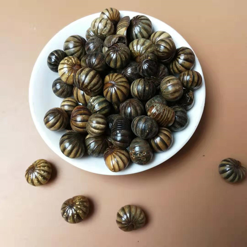 Gun Shan Chong Dried Insect Herb 500g Traditional Chinese Herbal Material key features