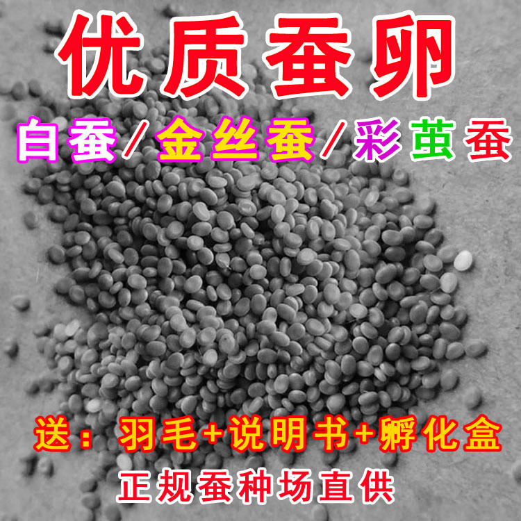 Silkworm Silkworm Silkworm eggs Science class Pets Egg white colour Silkworm Watkins