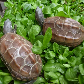 鱼缸;其它水族用品;水族过滤设备
