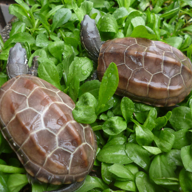 3-10CM外塘草龟活体大乌龟苗批发金线龟宠物小龟水龟观赏龟外塘