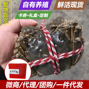 Волосатый краб крабов в настоящее время дополняет Huangxinghua River Crab Оптовая карта свежей доставки для озера Янчэн