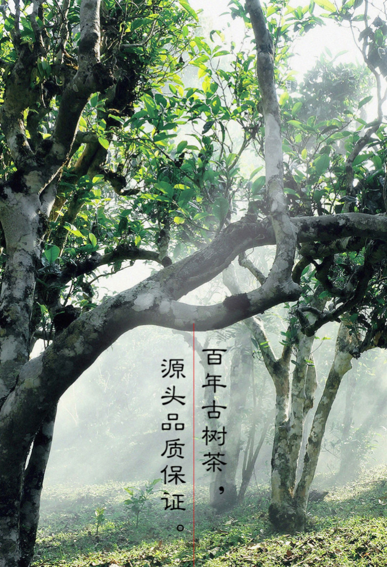 班章贡饼_04.jpg