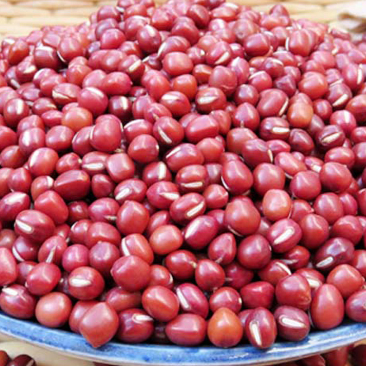 红豆4