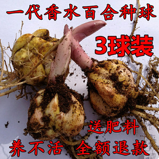 Double Perfume Lily Bulbs Large Flower Seedlings Indoor Balcony Four-Season Flowering Potted Plants Florals with Buds