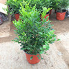Seedling Base Direct Selling Small Potted Plant Jiulixiang Supply Green Seedlings and Flower Potted Green Plant