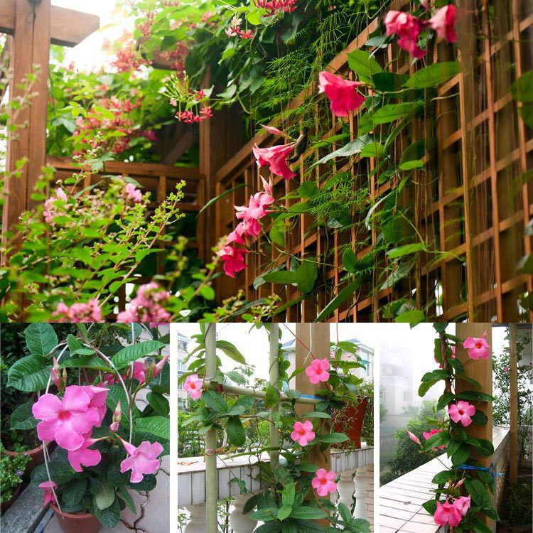 双喜藤 红蝉花 飘香藤盆栽 耐热植物花期长攀爬藤花卉四季开花苗